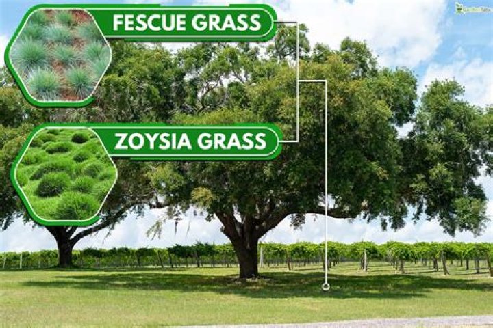 Will mulched oak leaves kill grass?