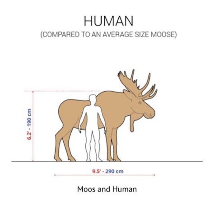 Would a moose eat a human?